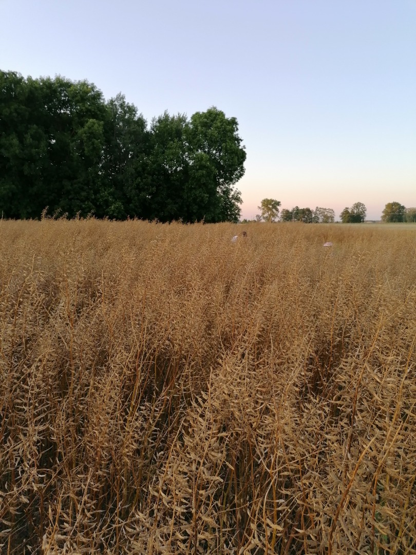 Gorczyca from 2019 about 15 tons
