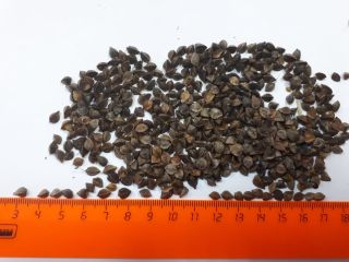 Buckwheat imports, large quantities, pollution up to 3%, moisture
