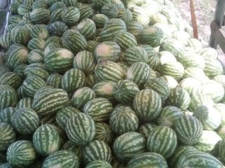 We will sell watermelons with transport to Warsaw 4-10kg,