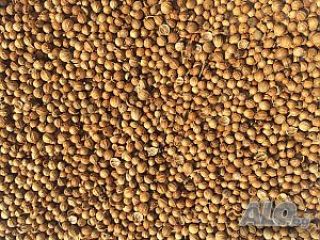 Prodavam coriander in grains Origin of commodity Bulgaria Available