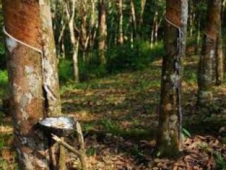 Being one of the highest produer of natural rubber