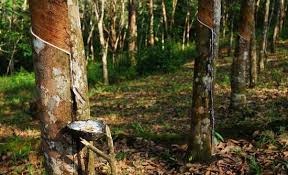 Being one of the highest produer of natural rubber in Central Africa, we offer you natural rubber with top quality specifications