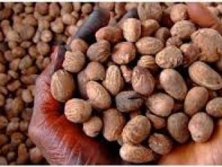 We are currently at the peak of our Shea