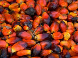 We are currently at the peak of our palm