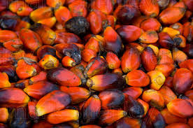 We are currently at the peak of our palm kernel harvest