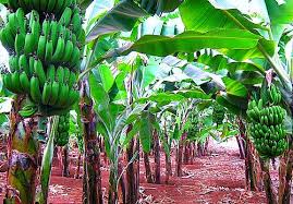 We are currently at the peak of our banana harvest