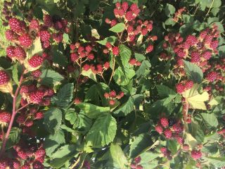 I will sell fruit Thornfree blackberry. Big fruit