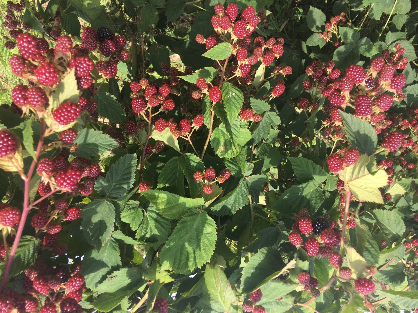 I will sell fruit Thornfree blackberry