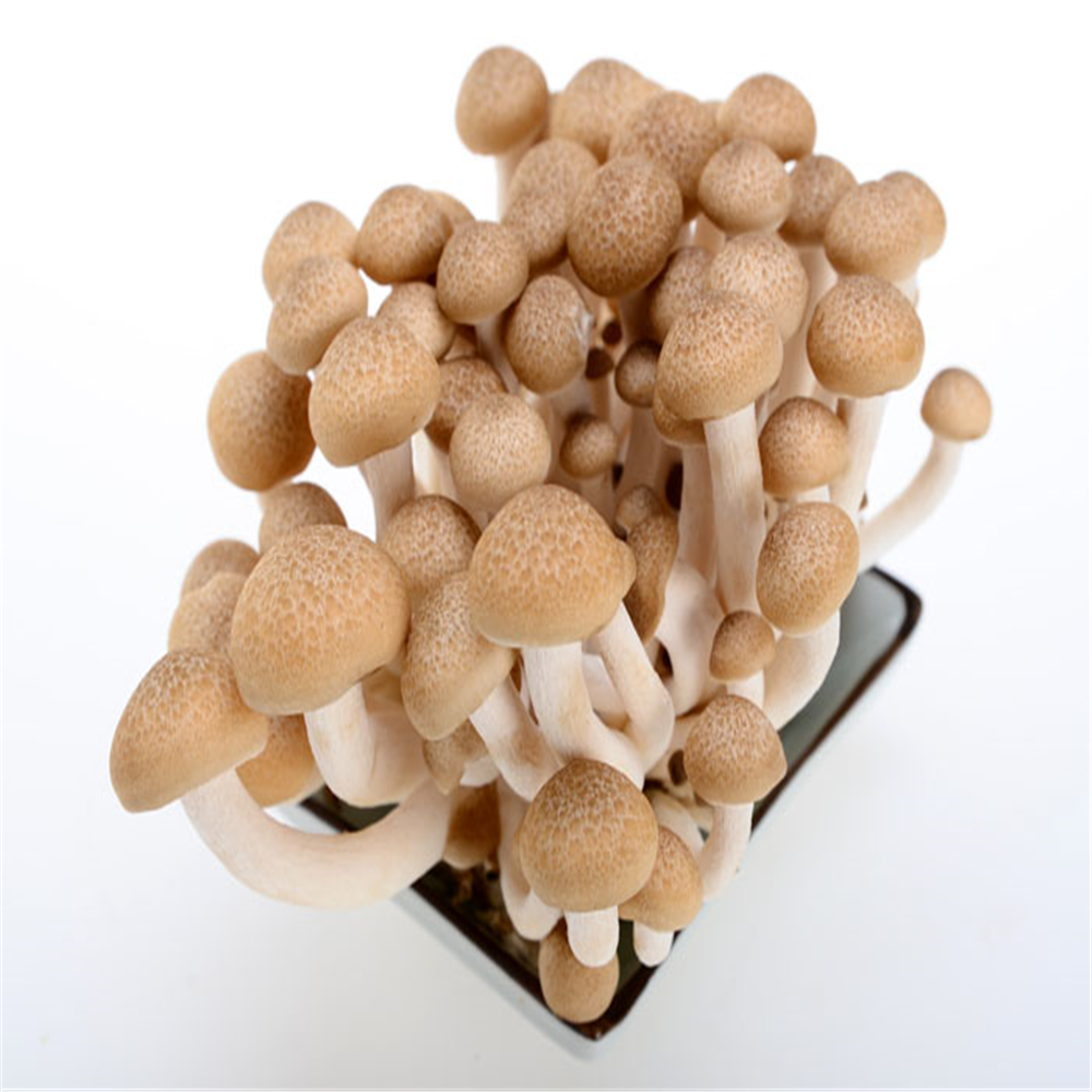 Hypsizygus Marmoreus Mushrooms Package: 150g*40/ctn, According to the customer's request Supply time: All year rounds Price terms: FOB;CFR;CIF Payment Terms: