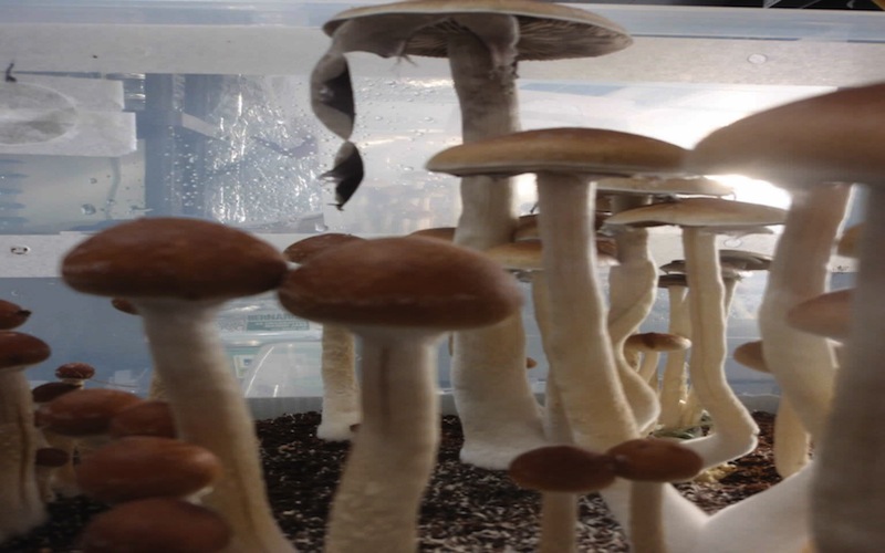 Hypsizygus Marmoreus Mushrooms Package: 150g * 40 / ctn, according to the customer's request Delivery time: All year round Price Terms: FOB; CFR; CIF terms of