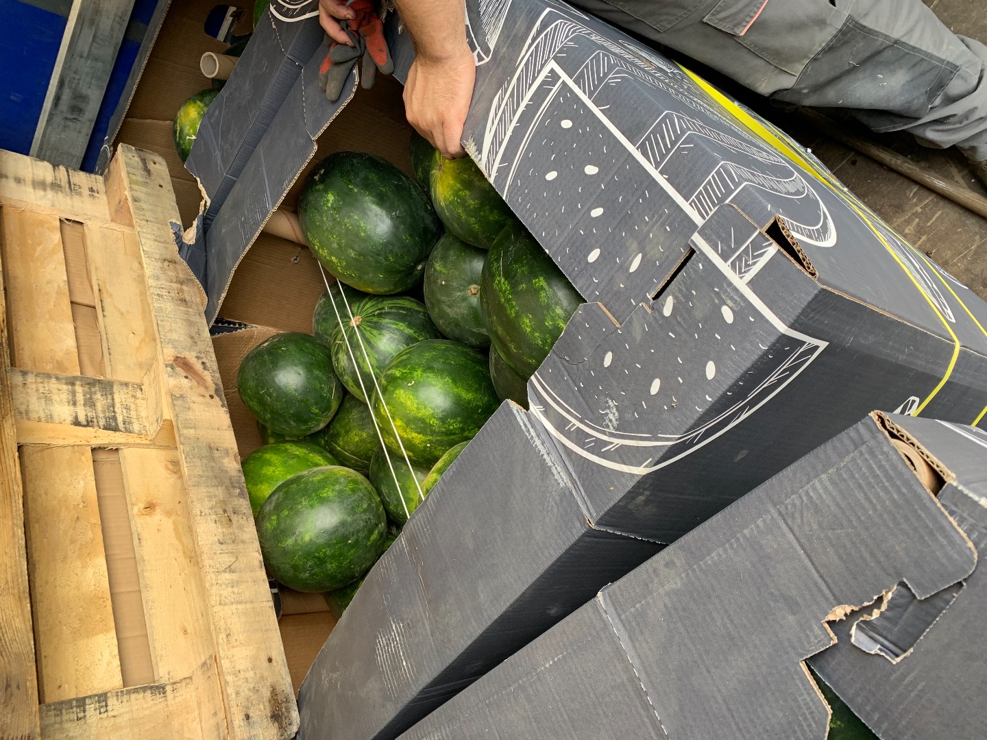 Hello, I am selling watermelons, country of origin Hungary
