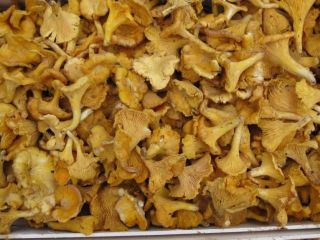 I will sell a fresh chanterelle from 1000 kg