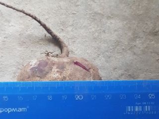 Beetroot from Belarus, from 20t, excellent quality, also in