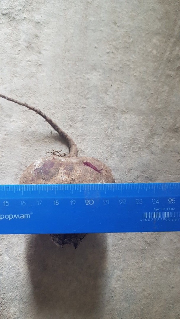 Beetroot from Belarus, from 20t, excellent quality, also in the case of onions, carrots, beets, cabbage, potatoes, all additional information on WhatsApp, Viber