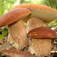 Dried boletus, 10 kg