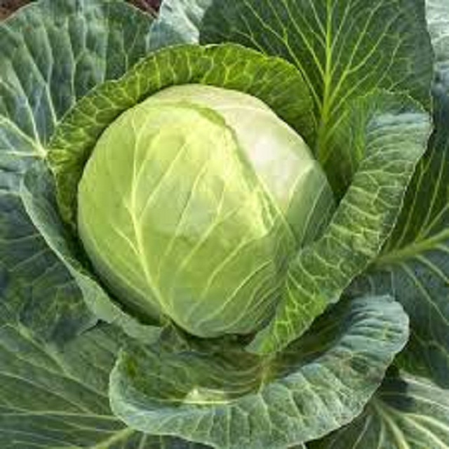 Świeża zielona kapusta Rozmiar: 500-1000 g, 1000-1500 g, 1500-2000 g, 2000 g-3000 g, 3000 g do góry Opakowanie: worek 20 kg / siatka; 15 kg / pudełko