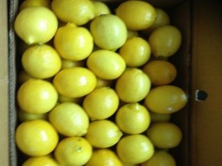Fresh Lemon for sale contact us via email or