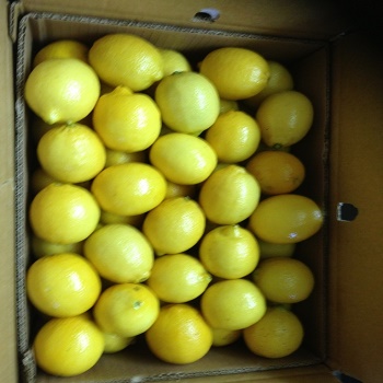 Fresh Lemon for sale contact us via email or whatsApp for more information