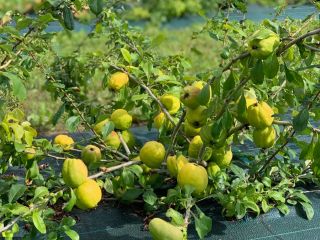 We are farmers from Latvia with over 20 years