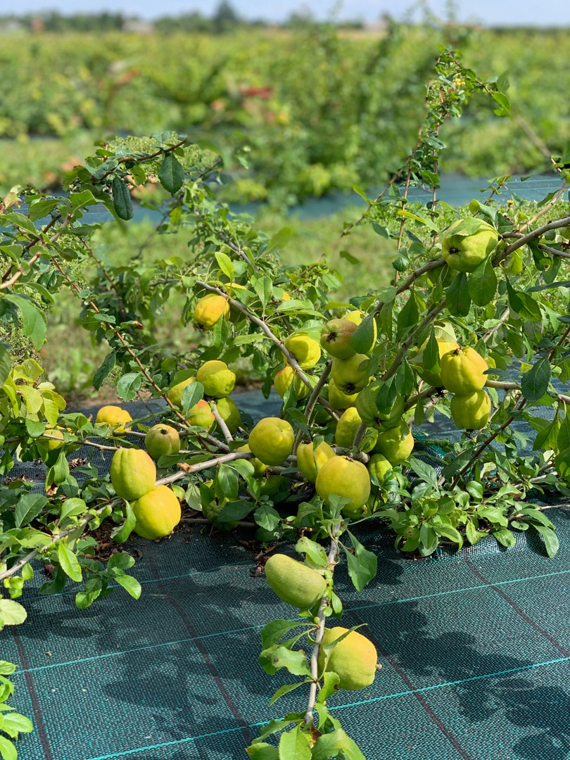 We are farmers from Latvia with over 20 years of experience