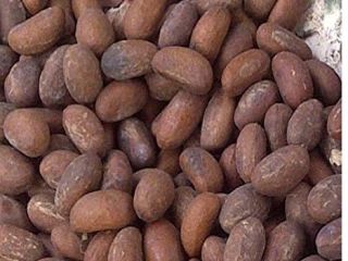 bitter kola garcinia kola kolanut bitter kola nut One