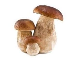 Dried boletus cuttings Contact us directly through our email: