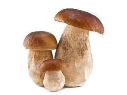 Dried boletus cuttings Contact us directly through our email: OR