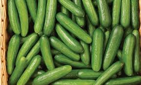 Specifications of fresh cucumber From USA STAGE 1 SGS Quality Certificate A fresh cucumber from USA and other parts in Europe Fresh cucumber Size: 10:12 cm