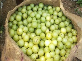 Product name: Reliable price IQF berry product Frozen fresh