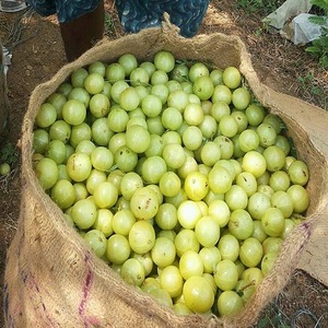 Product name: Reliable price IQF berry product Frozen fresh gooseberry Physical properties Insects: 0/10 kg Front material: 0/10 kg Overripe: ≤ 10 pc / 10 kg