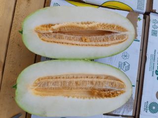 Hello, for sale melon imported from sunny Uzbekistan, packing