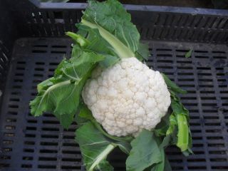 Young Cauliflowers (August 2019) Offer for sale Young cauliflowers
