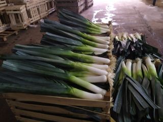 I will sell a commercial season, pallet quantities, pellet