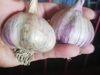POLISH GARLIC HARNAŚ 2019 Hello. I have for sale