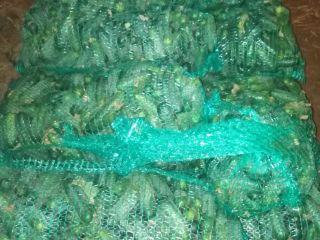 I will sell cucumber, Atomic and Monisia, I also
