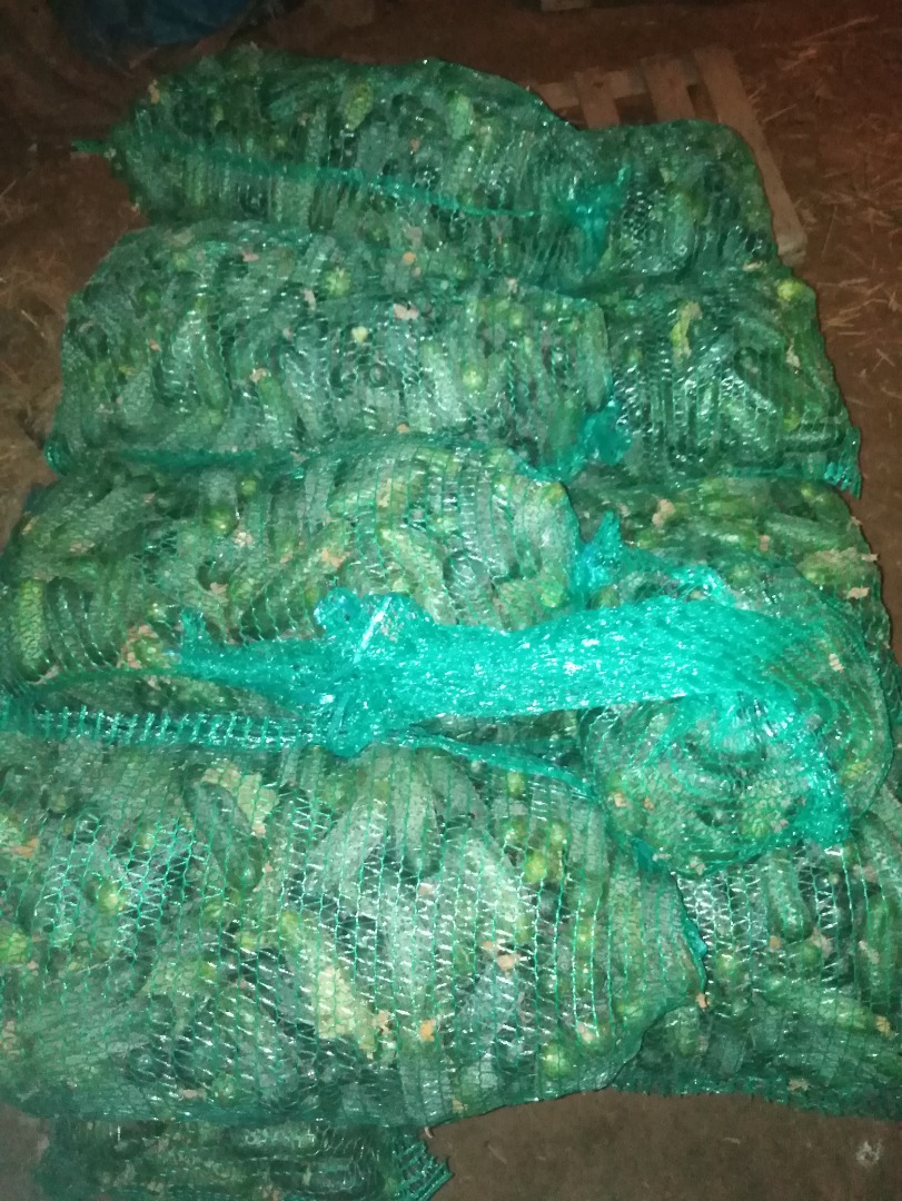 I will sell cucumber, Atomic and Monisia, I also have a plastic tunnel