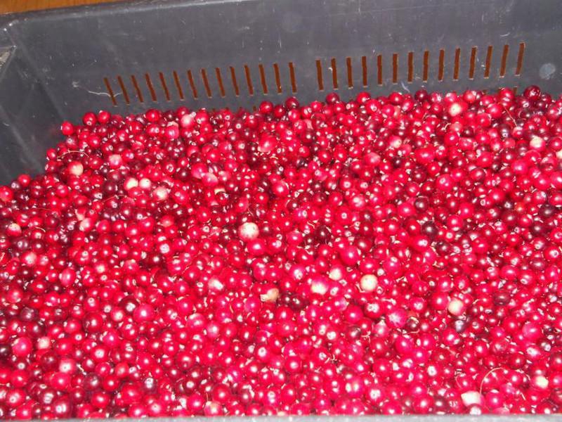 I have to offer pure, organic wild marsh cranberry