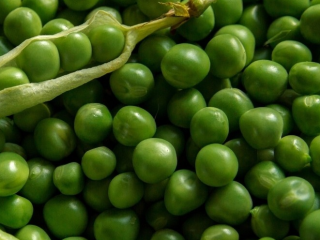 PEAS from the 2019 collection. QUANTITY: 3,000 TONS WITH