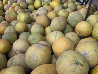 We have for sale yellow melons imported by Romania.
