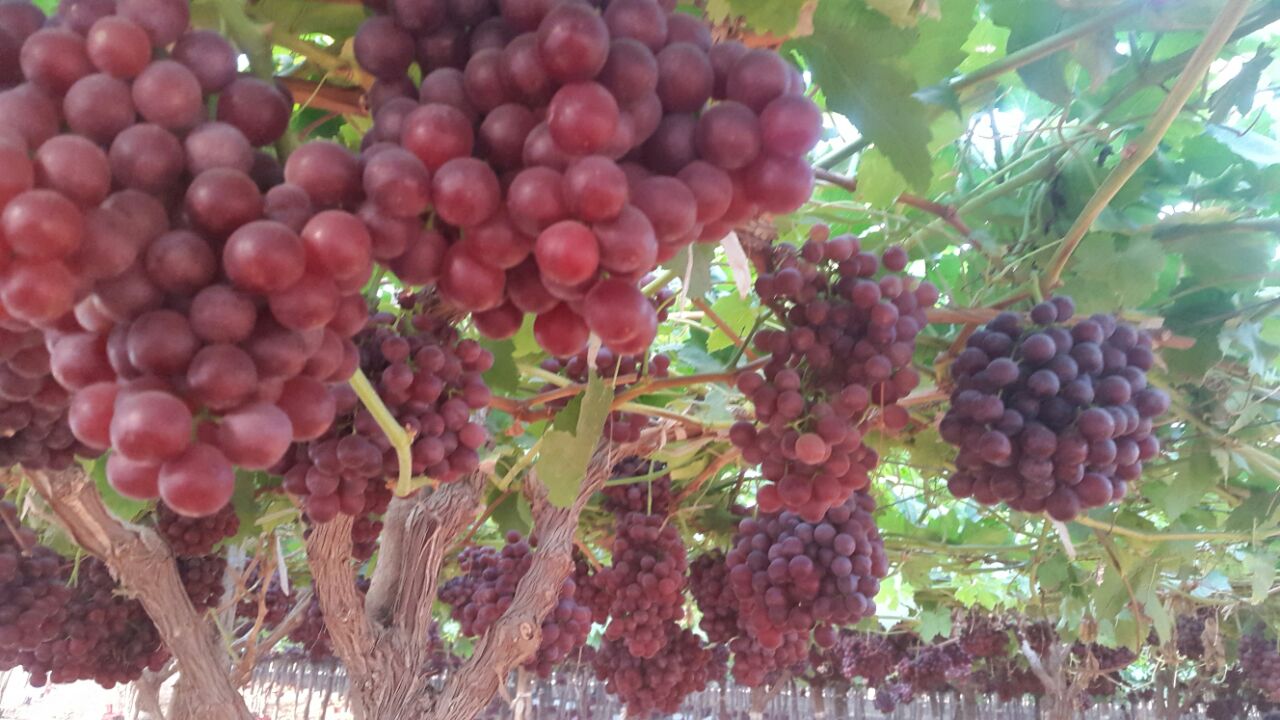 I will sell Grapes wholesale quantities