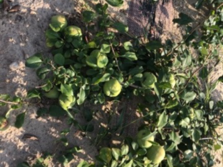 Good day. I can offer Japanese quince fruit. The
