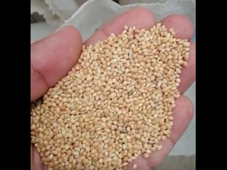 Name yellow millet New crop, Shape Round shape Origin