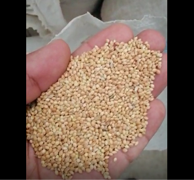 Name yellow millet New crop, Shape Round shape Origin Uzbekistan Moisture 14%Max Admixture 1%Max Packing PP woven bag of 25 kg each Quantity About 22mt per 20