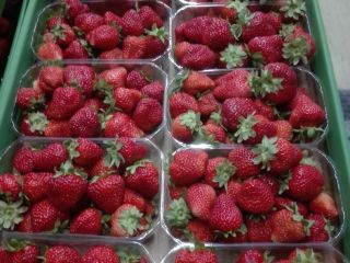 Strawberries San Andreas or Albion