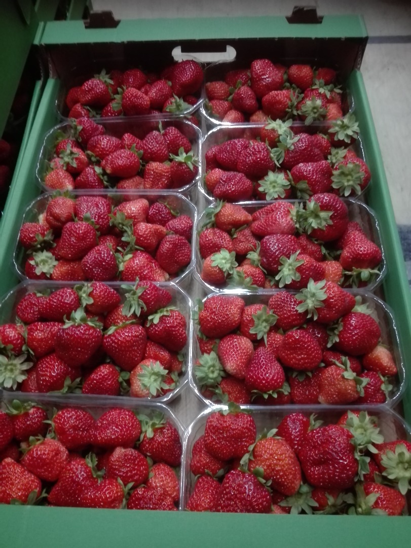 Strawberries San Andreas or Albion