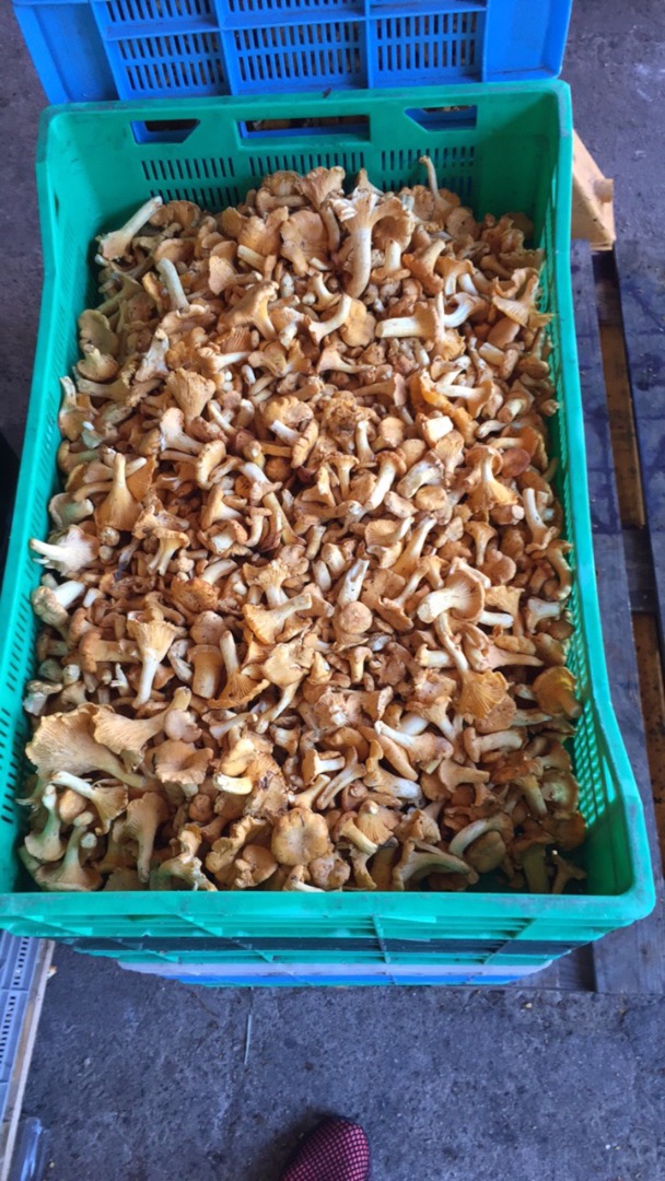 I will sell chanterelles in wholesale and retail quantities