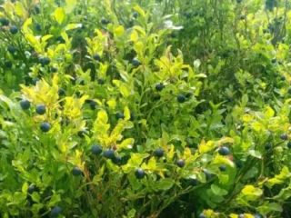 Good morning, I have for sale about 50kg of
