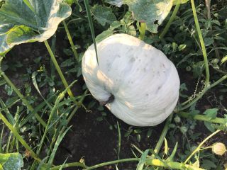 Pumpkin Pie Tudor variety! Romanian varieties excellent for baking