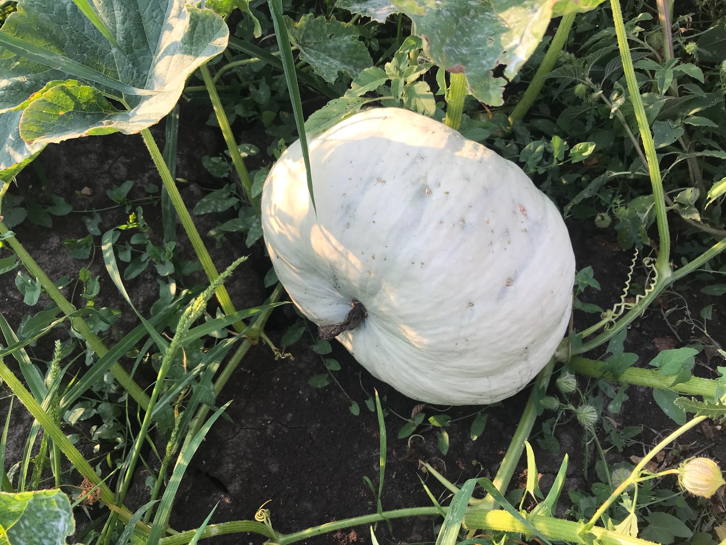 Pumpkin Pie Tudor variety! Romanian varieties excellent for baking as well as preparing pumpkin pies!