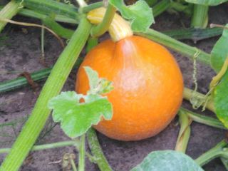 I will sell Hokkaido pumpkins in large quantities